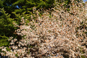 Blooming Magnolia flowers