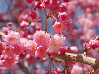桜