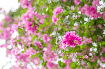 Paper flowers or Bougainvillea