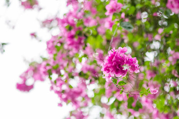 Fototapeta premium Paper flowers or Bougainvillea
