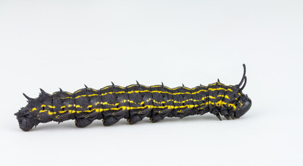 striped oakworm larva on white background
