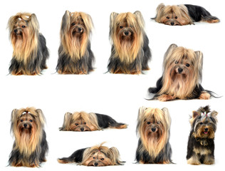 collection animal yorkshire terrier isolated on white