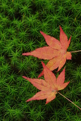 苔と紅葉