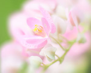 Sweet color flower in soft and blurred for background