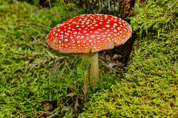 Fliegenpilz