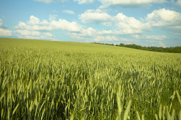 green field