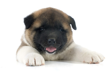 puppy american akita