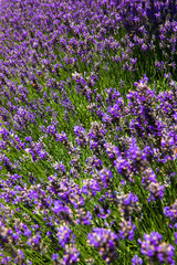 Color of lavender flowers