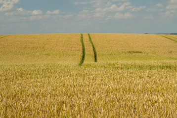 trail through the wheat field