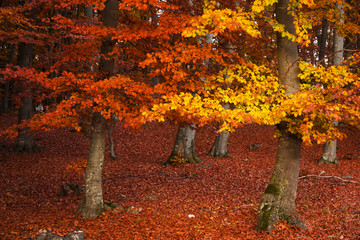 Forest during autumn