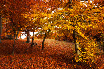 Fototapeta na wymiar Forest during autumn