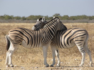 zebra