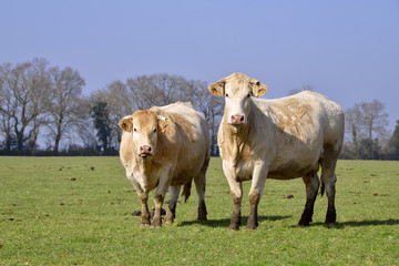 Cows in field