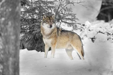 Papier Peint photo Loup Le loup alpha est à l& 39 affût