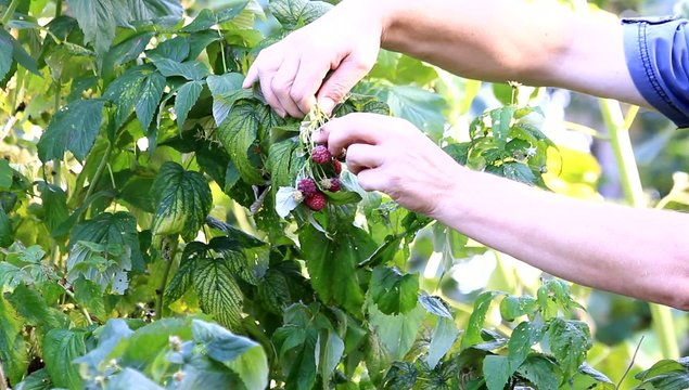Himbeeren pfl&uuml;cken