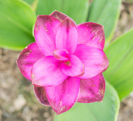 siam tulip