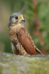 European kestrel sitting on a wall