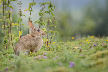 Wild rabbit, Yorkshire