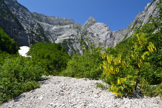 Maggiociondolo in Val Chialedina