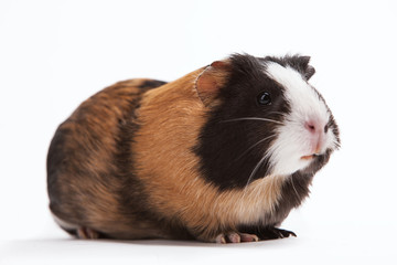 Guinea pig