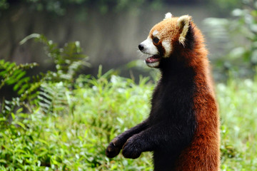 Red panda bear only few standing cute action