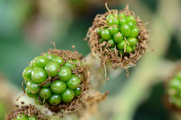 Grüne Brombeeren in Nahaufnahme