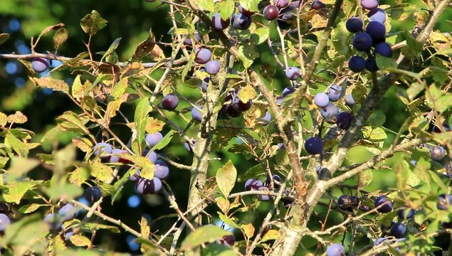 Pflaumen Baum alte Obstsorte Kricke