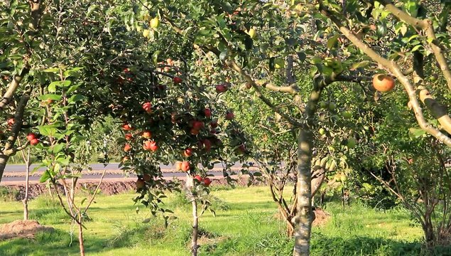 Mann pr&uuml;ft &Auml;pfel am Apfelbaum