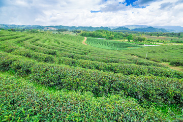 Fototapeta na wymiar Tea plantation against blue sky, Green leave
