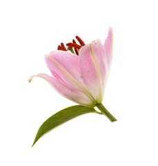 Pink lily. Isolated on white background