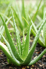 Aloe Vera Plant growth in garden focus at the leaf