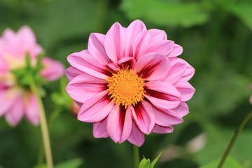 Dahlia flower