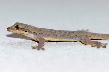 Common house lizard body texture skin