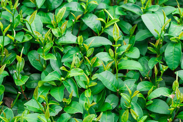 Green leaves of tea background