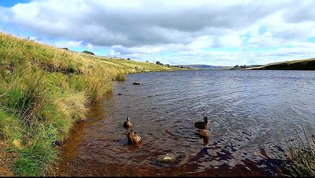 grassholme reservoir uk