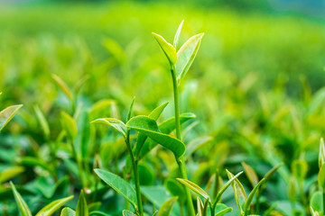 Close up of Tea leaves at a plantation