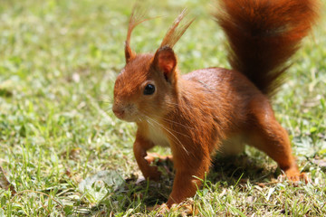 Eichhörnchen