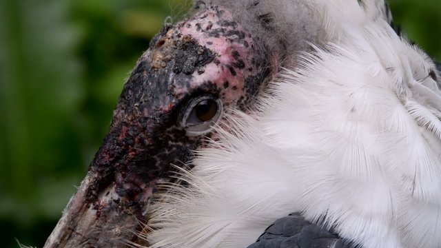 Marabou stork