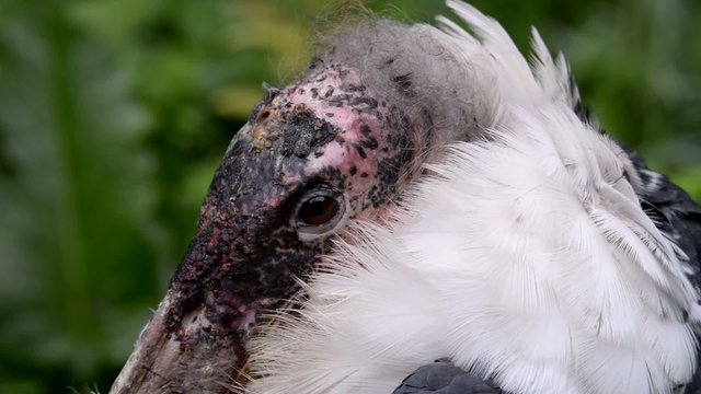 Marabou stork