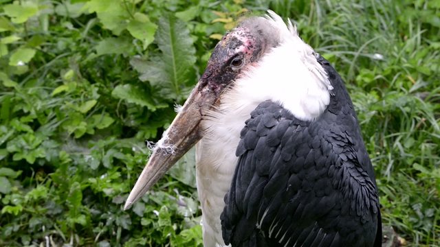 Marabou stork
