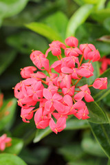 Red ixora flower in nature