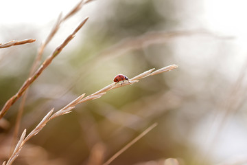 natural background ladybug in the grass