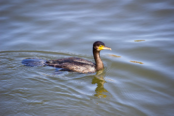 Swimming Cormorant