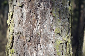 Laerchenstamm, Laerche; Larix decidua;