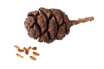 Mammutbaum, Samen, Zapfen, Sequoiadendron,