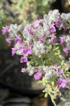 Nieskraut, Katzengamander, Teucrium, marum,