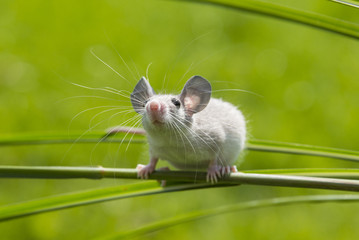 a little mouse sitting on a grass
