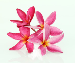 Tropical flowers frangipani (plumeria) isolated on white backgro