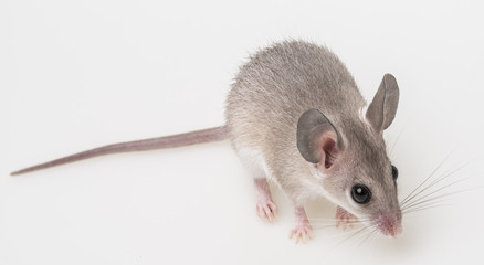 a little mouse on a white background