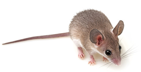 a little mouse on a white background
